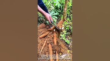See How Versatile Cassava Roots Are Harvested
