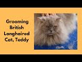 Grooming A British Longhaired Cat の動画、YouTube動画。
