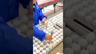 Makinesiz Binlerce Civciv Nasıl Çıkıyor? 🐣