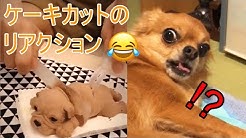 おもしろいまとめ Youtube おもしろいまとめ Youtube