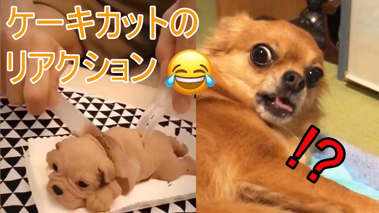 可愛すぎる 犬ケーキを切ったリアクション 可愛い犬 面白い犬の動画集 12 おもしろペット Youtube