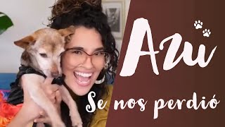 Como encontrar a mi perro perdido Pawboost