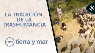 La trashumancia, una tradición que sigue en pie de padres a hijos  | Tierra y Mar screenshot 5