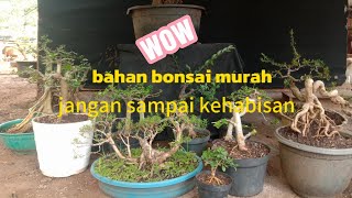 jual ‼️ bahan bonsai dari berbagai jenis dan ukuran