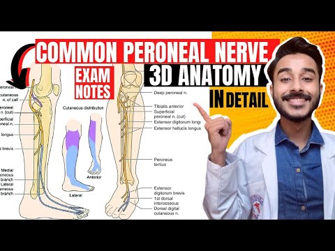 common peroneal nerve anatomy | common fibular never anatomy | tibial nerve anatomy