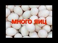 Куры леггорн/молодки начали нести яйца