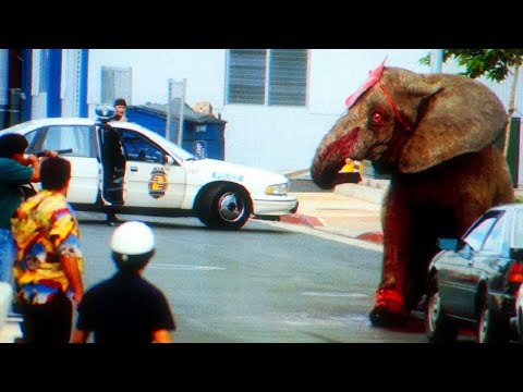 Video: Sirkus A.S. Circle Wagons Against Elephants Law