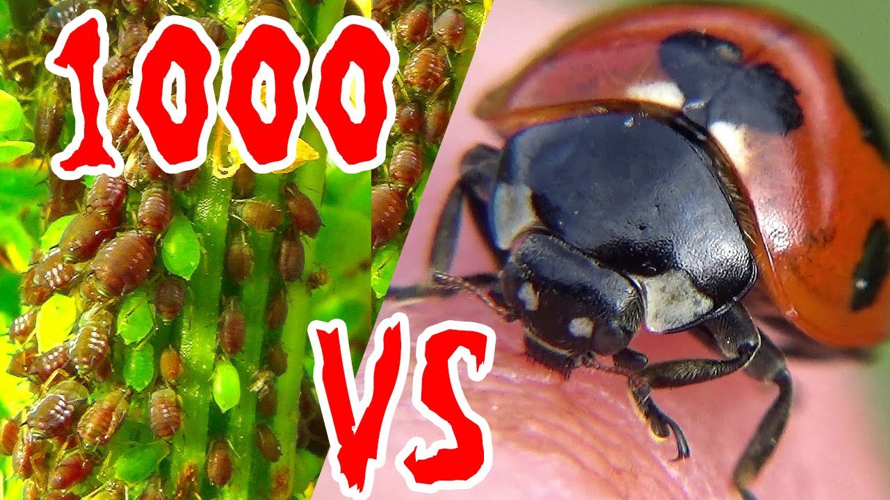 21 てんとう虫 Vs アブラムシ1000匹 Ladybug Bozhya Korovka Youtube