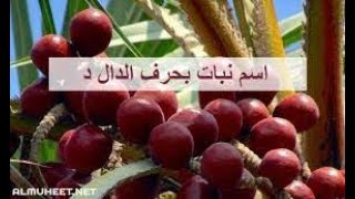 نبات بحرف د| اسم نبات يبدأ بحرف د