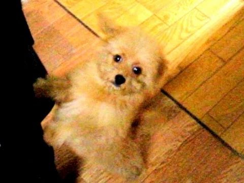 めっちゃかわいい ミックス犬の子 トイプードル ポメ Cute Puppy Youtube