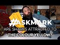 Are Sharks Attracted to the Colour Yellow? #AskMark