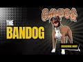 What Is The Bandog?