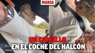 Un camello se cuela en el coche de Fede Valverde I MARCA