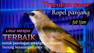 Suara Trucukan Gacor Ropel Nafas Panjang  1jam Terbaik Untuk Pancingan Sekaligus Masteran