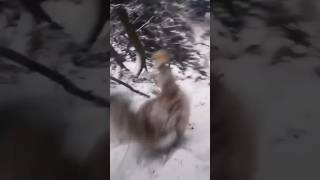 Download Lagu him manav😱 (वन मानव) Real Footage 5sec video #viralshorts #shorts #manav #real #omg #video #1805 MP3