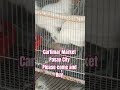 please come and buy. Cartimar Market, Pasay City #birds #chicken