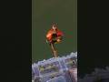 spider man 2 gameplay ps5 pro spiderman spider man 2 gameplay ps5 pro spiderman