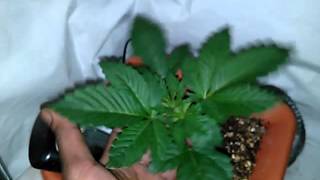 Growers Luv 2Grow #3