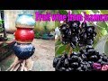 Alcoholic free Homemade--How to make  sweet wine from Jaamun--- जामुन से फ्रूट वाइन कैसे बनाये