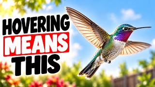 🐦 If Your Hummingbird Hovers When It Visits Your Backyard… This Is What It Really Telling You