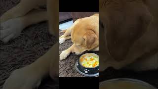 Leo ka khana😂😂#dog#animal#shorts