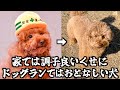 家では調子良いくせにドッグランではおとなしいトイプードル。
