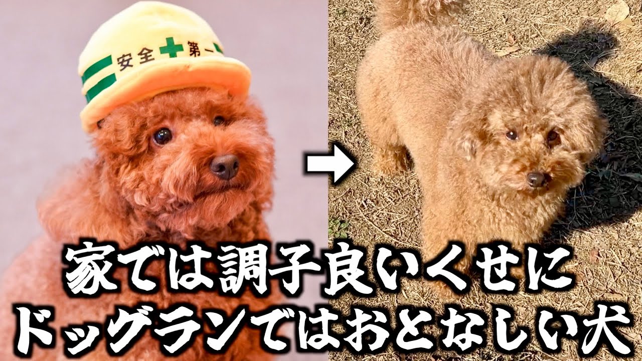 A toy poodle that's well-behaved at home but quiet at the dog park