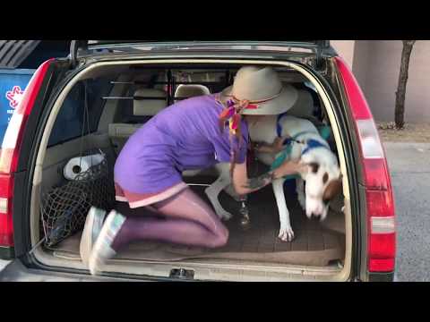 Adopting Bully Breed Puppy from the shelter (VLOG)