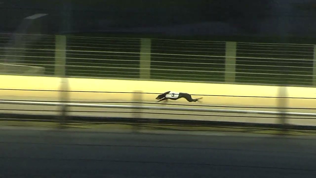 Greyhound 2026- 02.03.2026 Trial 1