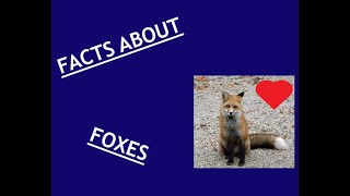 20 Facts about foxes. |20 facts about|