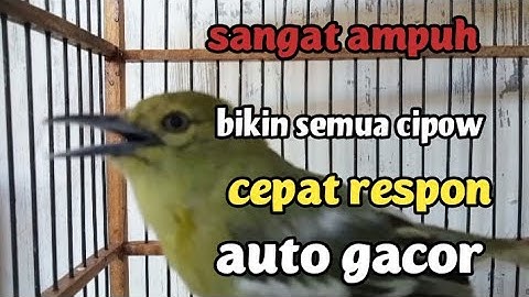 cipow/sirpu jantan memanggil lawan SANGAT AMPUH bikin sirtu bahan ombyokan cepat respon gacor