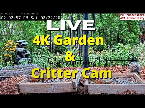 LIVE 4K Garden and Critter Cam in Alabama over 60 Species at Feeder Station by Ken Little