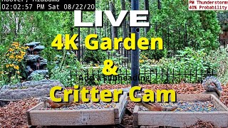 LIVE 4K Garden and Bird Cam in Alabama (over 60+ Species at Feeder Station)