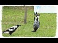 ПРИКОЛЫ С ПТИЦАМИ ПОДБОРКА(FUNNY BIRDS COMPILATION), приколы с животными(funny animals) #456