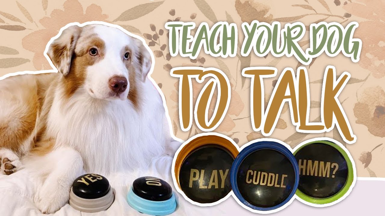 Teach Your Dog To Talk Teaching Your Dog To Use Buttons Youtube