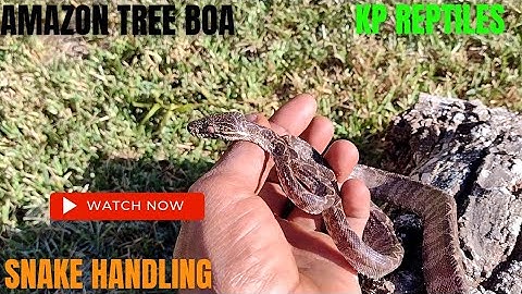 Amazon Tree boa handling tips and tricks.🔥💯🤔😳🐍