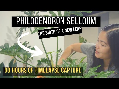 Video: Penjagaan Philodendron Daun Split – Ketahui Tentang Menanam Tumbuhan Philodendron Selloum