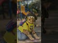 stylix.pet | Link in Bio - I Accidentally Made My Cat Famous 😭 #shorts #catshorts #cat Link in bio!
