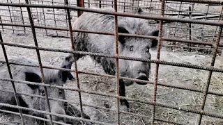 Дикий кабан напал и убил домашнего поросенка. Секач Фунтик разломал загон и изрезал поросенка