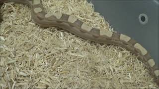 1 2017 female VPI T  Motley 66% poss het Sharp Snow Boa