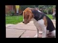 Beagles do the Funniest Things