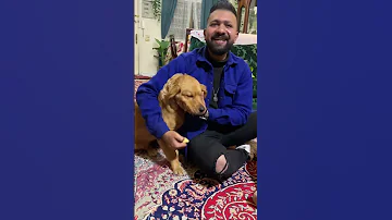 قلبيزو الهيبوره كلبه جولدن 5شهور تعديل سلوك 2 حصه Mocha ZiadRahal يا بطاطس PetTips 