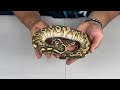 Snakes Available On Our MorphMarket!