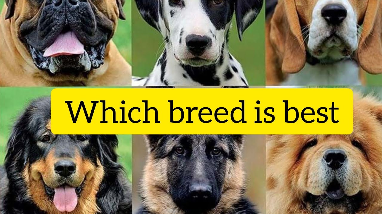 which breed should I choose How to select a dog breed Dogs for sale in Bihar Dog kennel