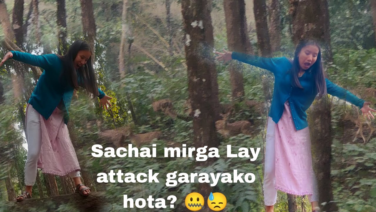 Hami yasto jungle ko bato hudai kaha pugam ta 🌿🌴