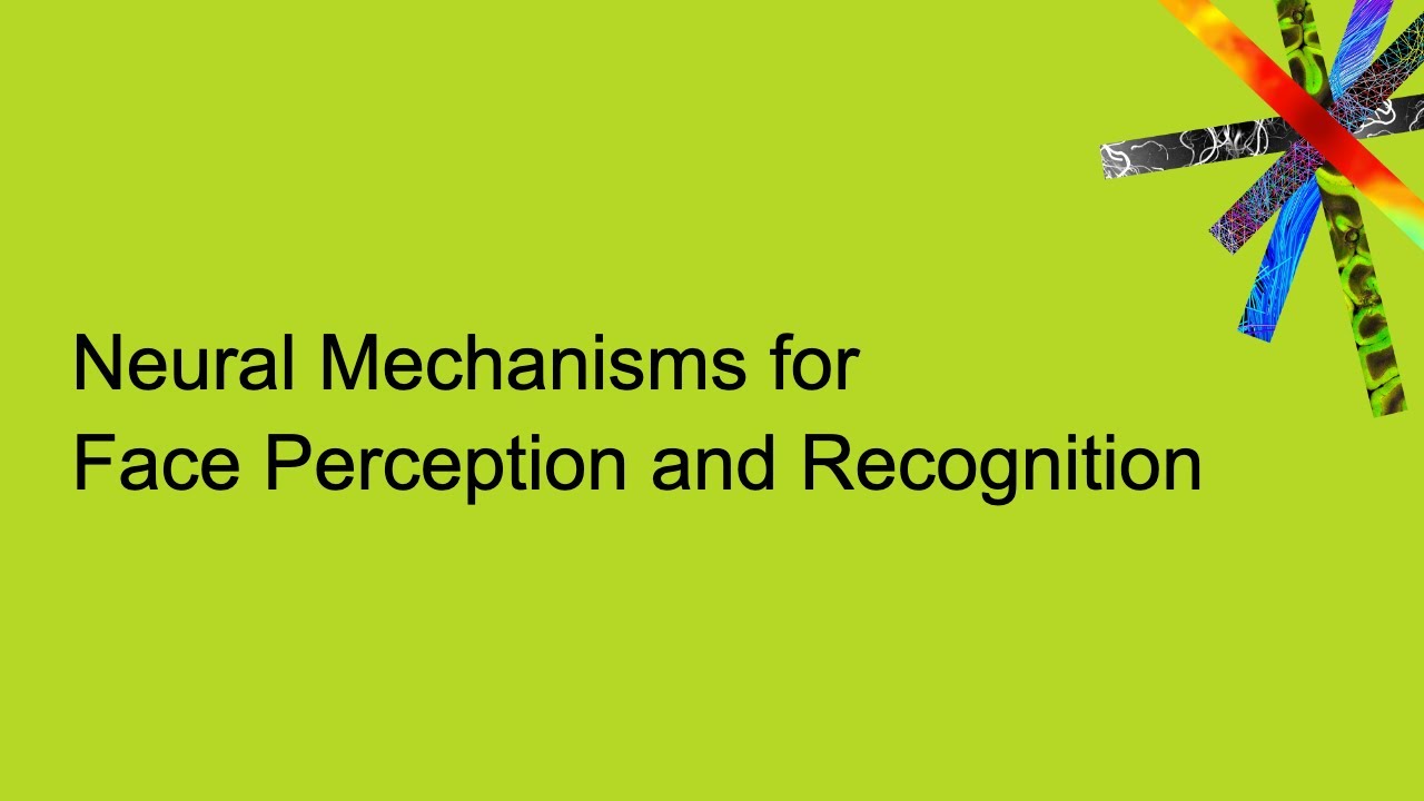 Neural Mechanisms for Face Perception and Recognition
