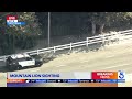 Breaking News: Mountain Lion Spotted in San Gabriel Valley