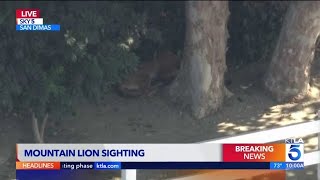 Breaking News Mountain Lion Spotted in San Gabriel Valley