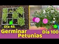 SECRETO DE LOS VIVEROS PROFESIONALES PARA GERMINAR PETUNIAS || HUERTO CITADINO