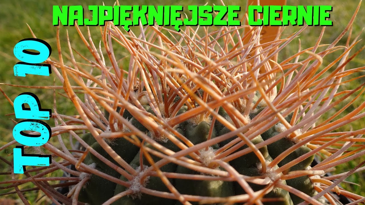 Top 10 czyli najpiękniejsze ciernie kaktusów w mojej kolekcji